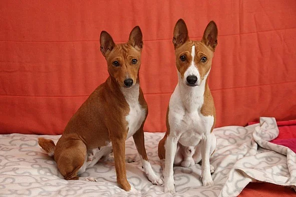 Basenji štěňata